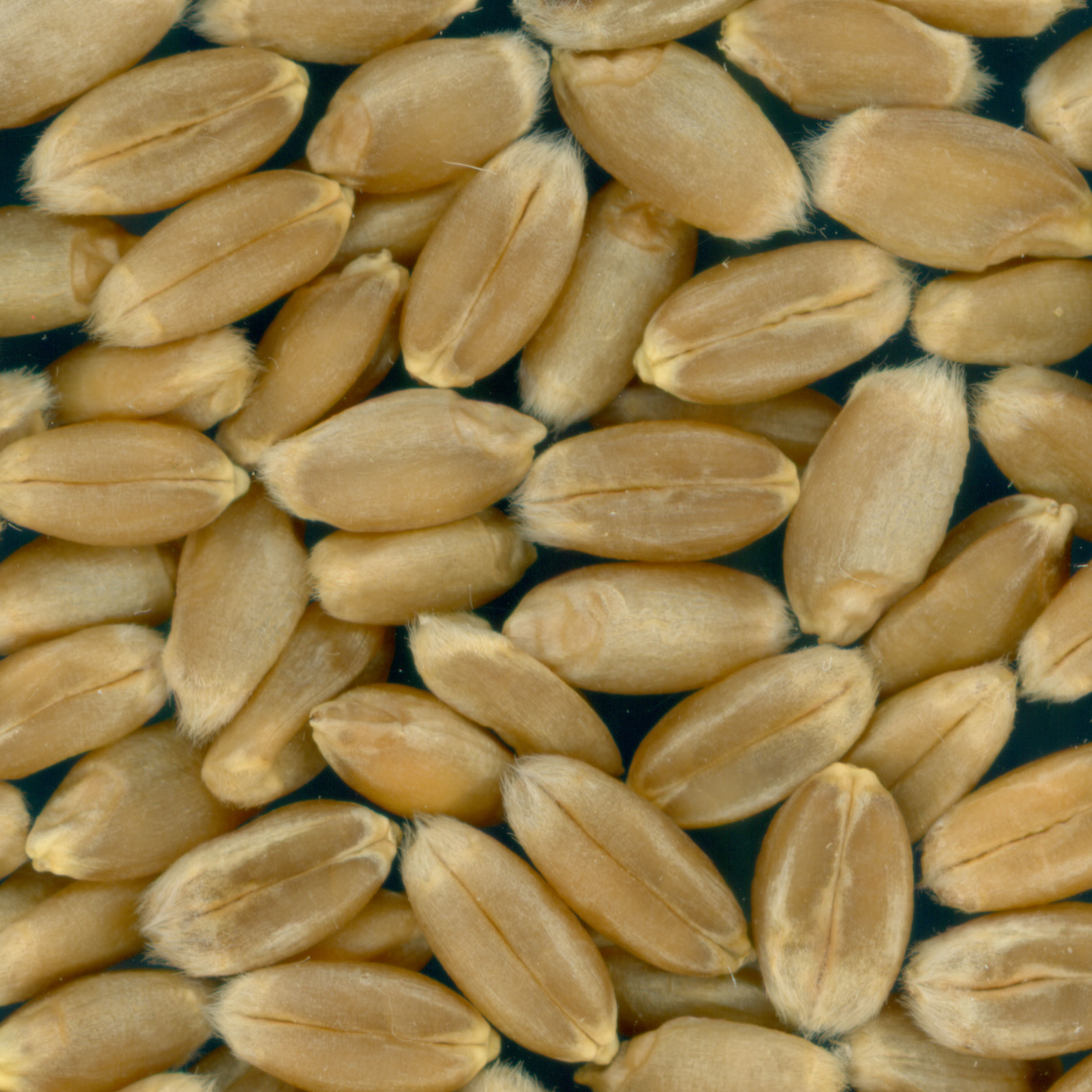 Click for 2 image(s) for this accession. KERNELS